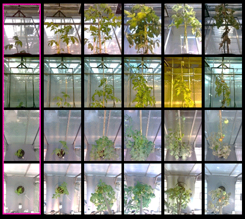 Tomato Multi-Angle Multi-Pose Dataset for Fine-Grained Phenotyping teaser